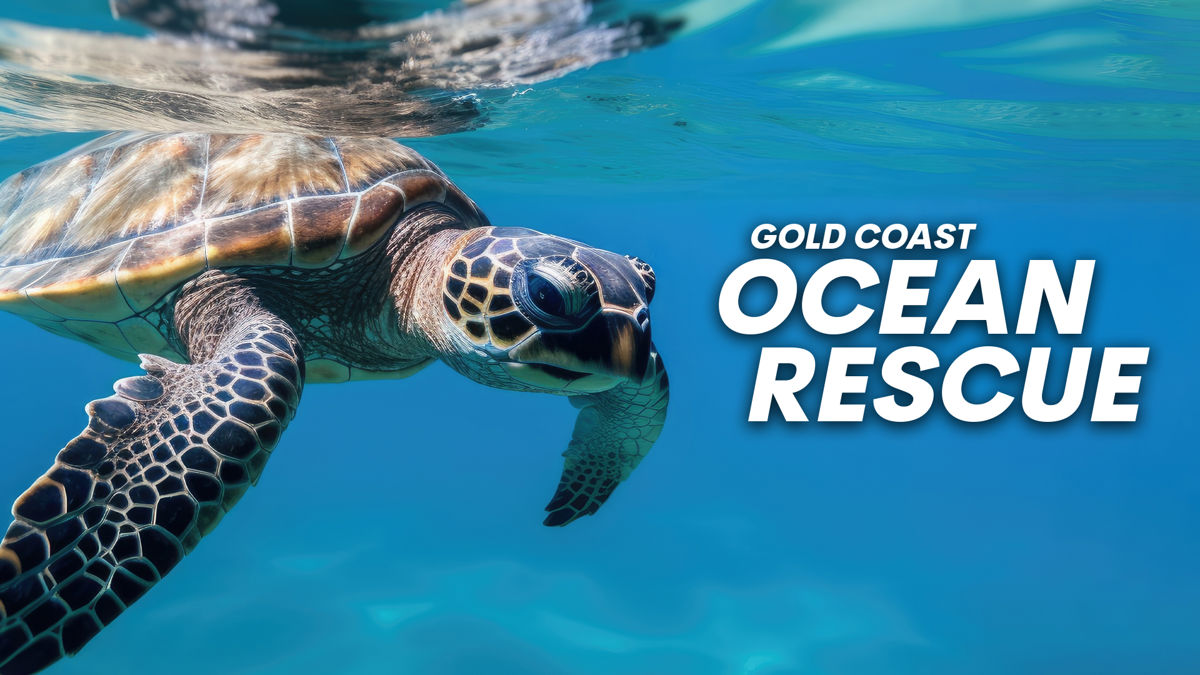 Watch Gold Coast Ocean Rescue Online: Free Streaming & Catch Up TV in ...